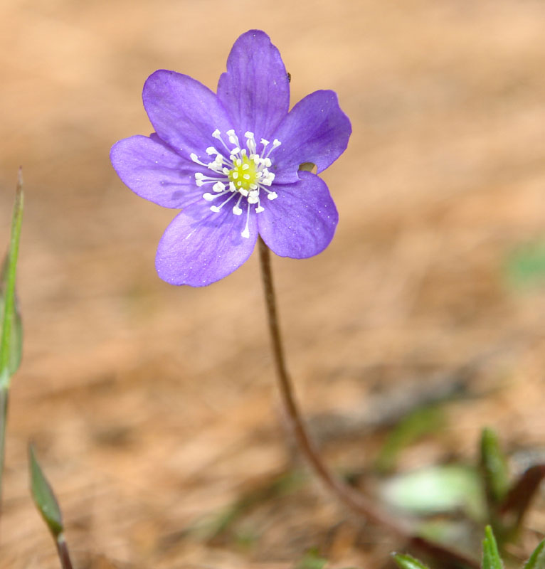 hepatica nobilis